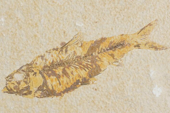 Detailed Fossil Fish (Knightia) - Wyoming #176405